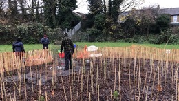 saplings planted in a circle of fencing