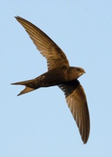 swift in flight