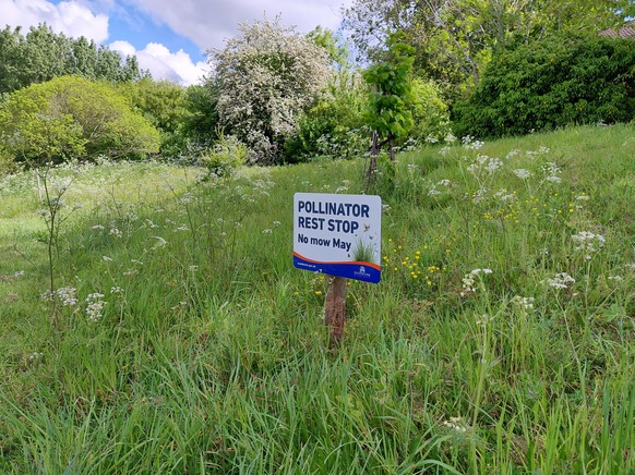 Picture of sign in park area, showing wild flowers promoting No Mow May