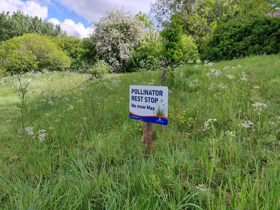Picture of sign in park area, showing wild flowers promoting No Mow May