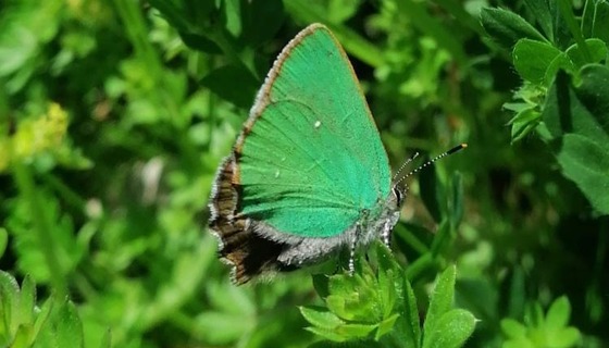Green hairstreak butterfly