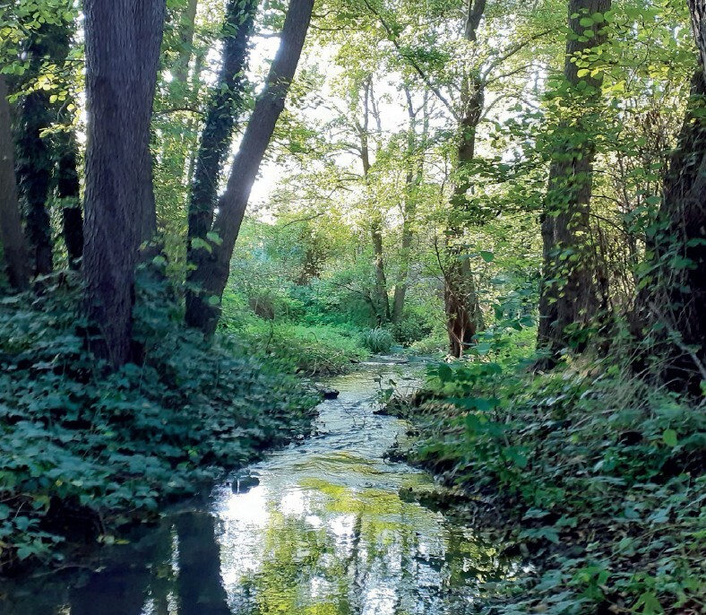 stream through trees