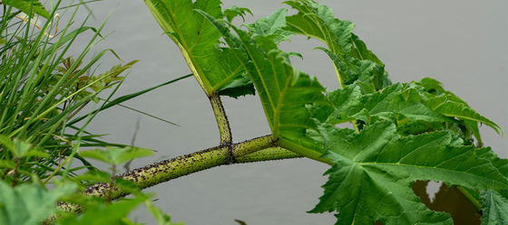 giant hogweed stem and green leaf