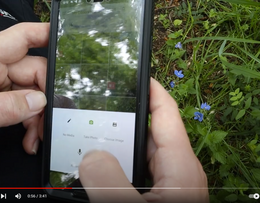 citizen science recording app on phone