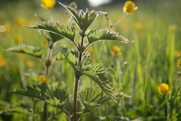 nettle plant in a field