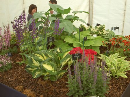 plants exhibition 