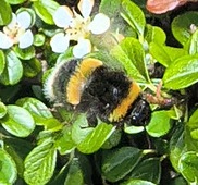 Picture of a bee 