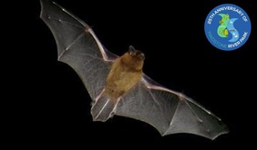 bat walk