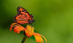 butterfly