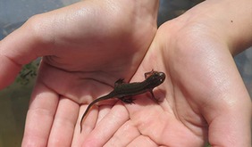 pond dipping
