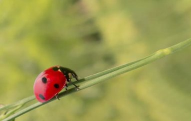 Ladybird