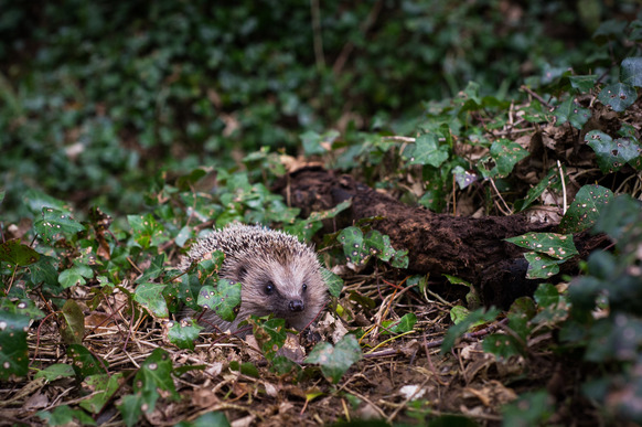 Hedgehog at dusk photo