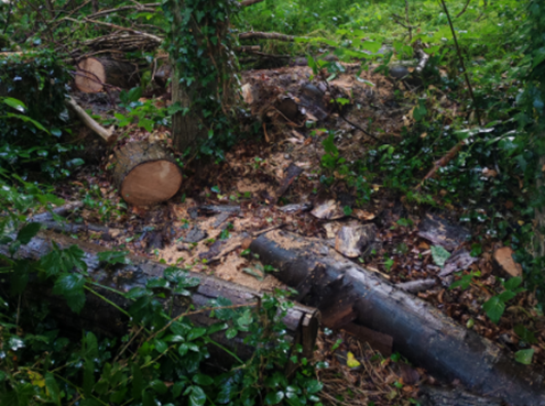Damaged trees