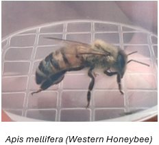 Bug 3 Honeybee