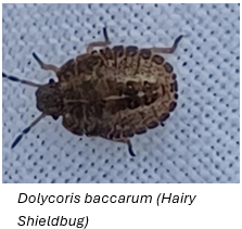 Bug 4