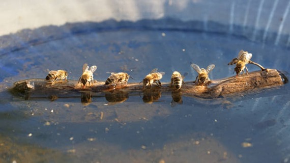 beez
