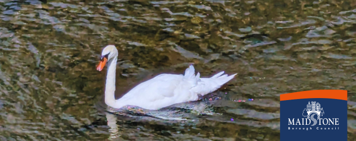 Swan, BIODIVERSITY 