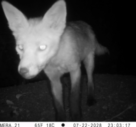 Brenchley Pond fox