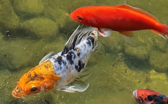 Fishies