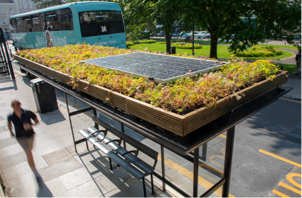 Biodiversity bus shelter 