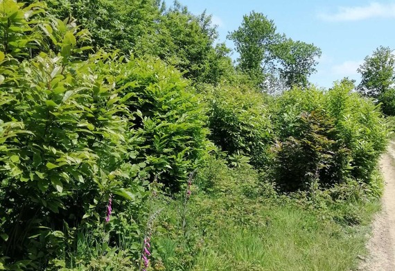Oaken Wood 