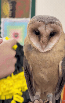 Owl gif - Eco Hub 