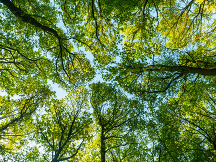 trees