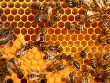 bees