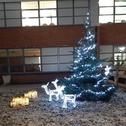 Christmas Tree with outdoor lights