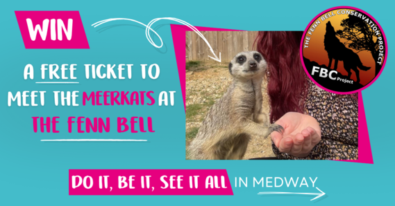 meerkat comp
