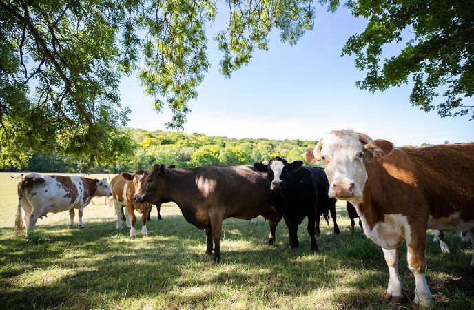 cows in fied