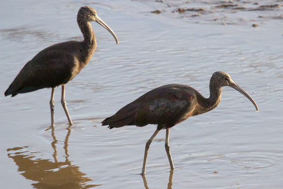 Glossy Ibis photographed in Devon - Photo credit: Grahame Madge, Met Office