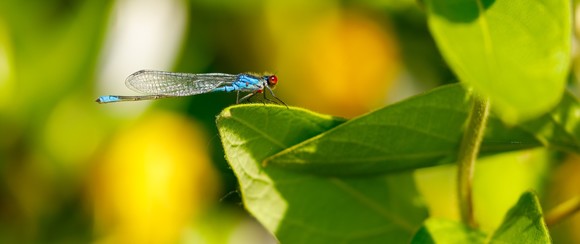 dragonfly on leaf cropped