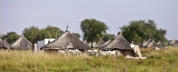 Cattle South Sudan