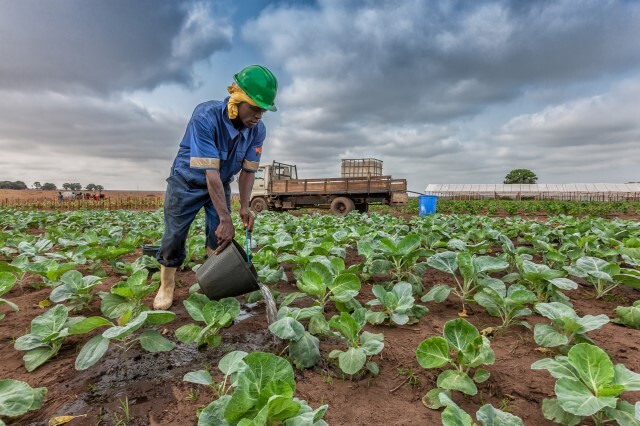 Farmer in African watering cabbage crops in the field 