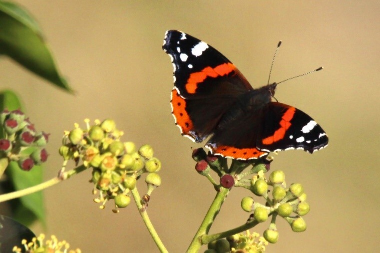 Black, orange and white butterfly resting on a green plant 