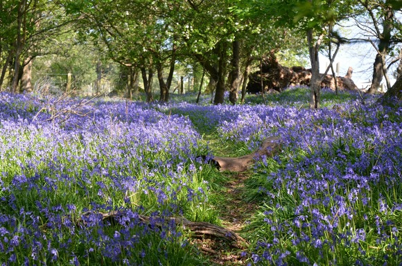 Field of bluebells at Roydon Woods nature reserve, Brockenhurst, UK