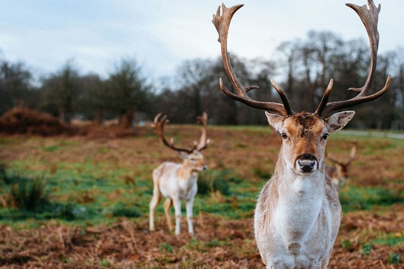 Deer in Richmond Park