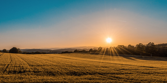 Sun setting over a golden field