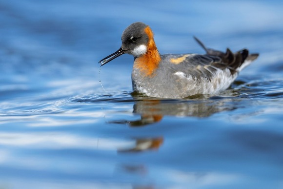 A red-necked phalarope on the water