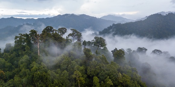 A view of a rainforest