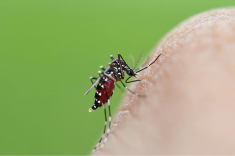 Mosquito on fingertip