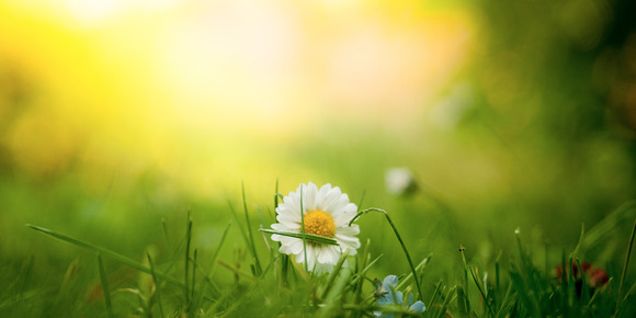 Close-up of a white daisy growing in green grass, softly lit by warm sunlight in a blurred natural background