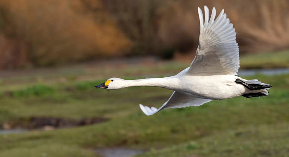 Bewick Swan in flight 