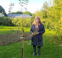 Cllr Lesley Bruton, Town Clerk at Tenbury Council, with a newly planted tree.