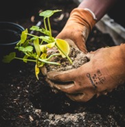 plant stock image 