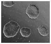 EUTCD-Grade cell lines