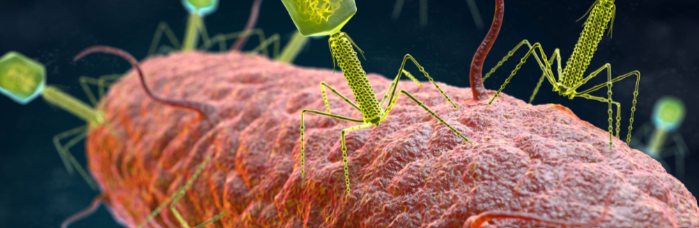 image of phage 