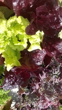 Salad plants 