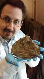 I’ve attached one of me holding a fossil fish head in the collection at Wollaton Hall
